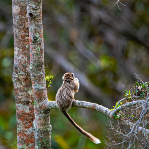 Recorrido Premium de Fauna y Flora